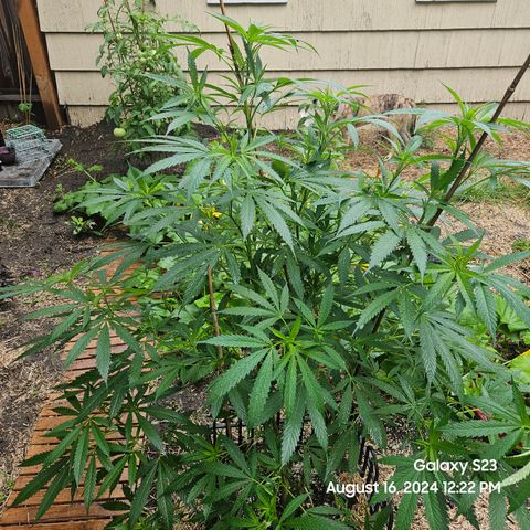 Purple Ghost Candy 1 clone and a 3 gallon tall growlog timeline photo