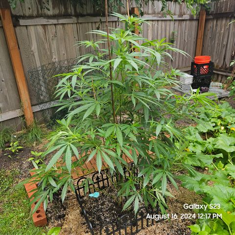 Purple Ghost Candy 1 clone and a 3 gallon tall growlog timeline photo