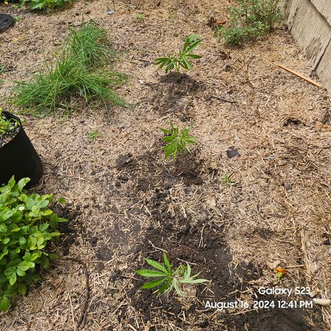Purple Ghost Candy 1 clone and a 3 gallon tall growlog timeline photo