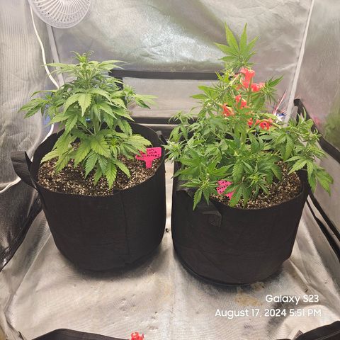 Double Berry Jack Autos x2 growlog timeline photo