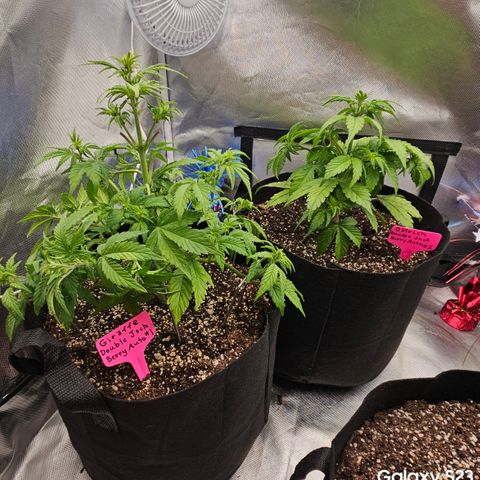 Double Berry Jack Autos x2 growlog timeline photo