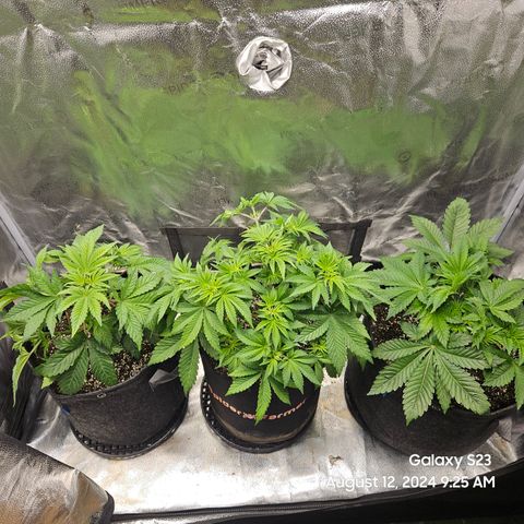 Loonatixz Testers  Cherry Kola growlog timeline photo