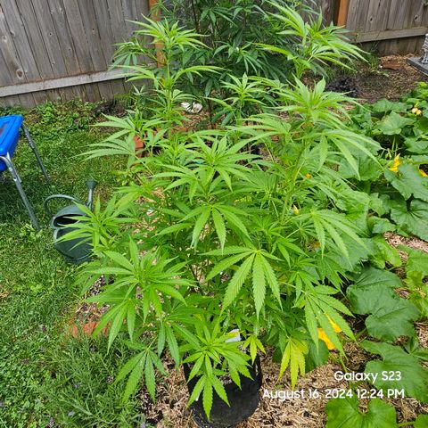 Purple Ghost Candy 1 clone and a 3 gallon tall growlog timeline photo