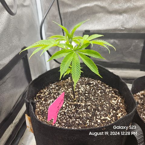 Logi Bloom Monkey Punch growlog timeline photo