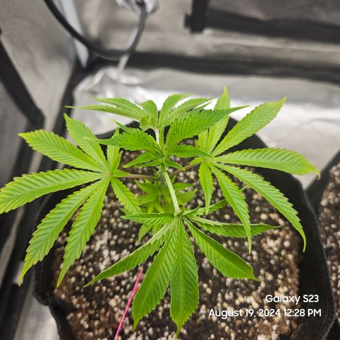 Logi Bloom Monkey Punch growlog timeline photo