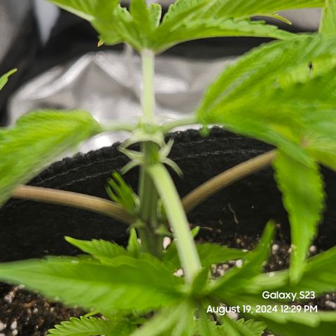 Logi Bloom Monkey Punch growlog timeline photo
