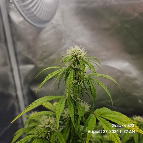 Double Berry Jack Autos x2 growlog timeline photo