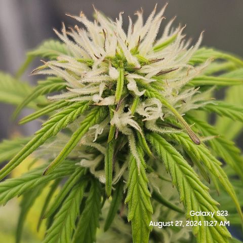 Double Berry Jack Autos x2 growlog timeline photo