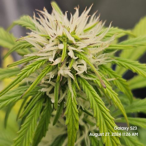 Double Berry Jack Autos x2 growlog timeline photo