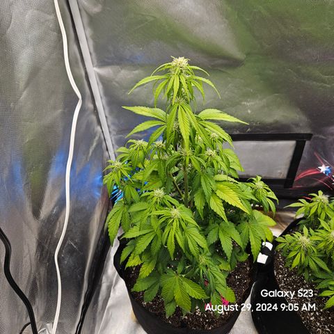 Double Berry Jack Autos x2 growlog timeline photo