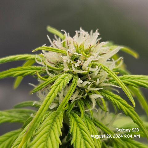 Double Berry Jack Autos x2 growlog timeline photo