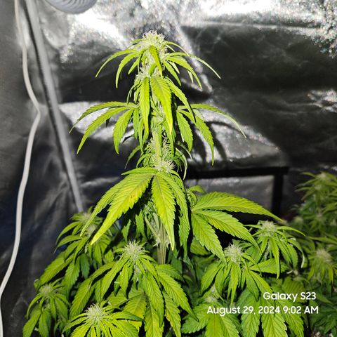 Double Berry Jack Autos x2 growlog timeline photo