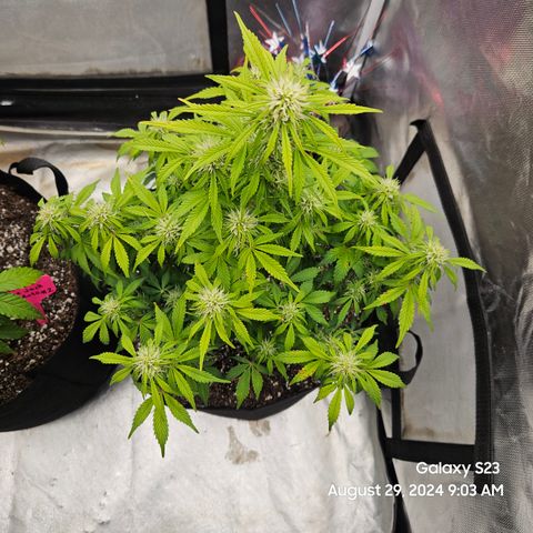 Double Berry Jack Autos x2 growlog timeline photo