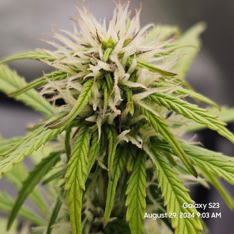 Double Berry Jack Autos x2 growlog timeline photo
