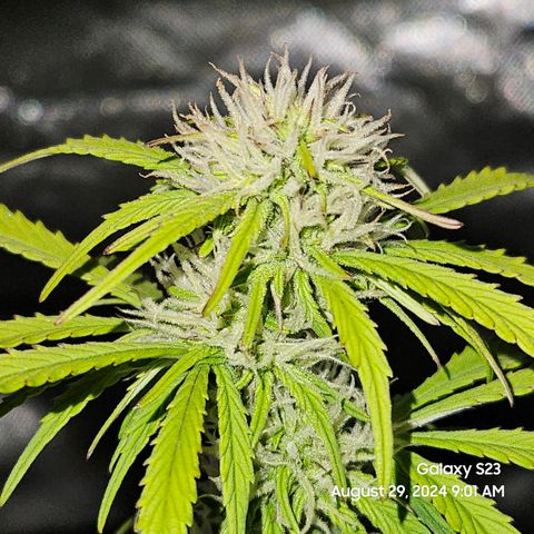 Double Berry Jack Autos x2 growlog timeline photo