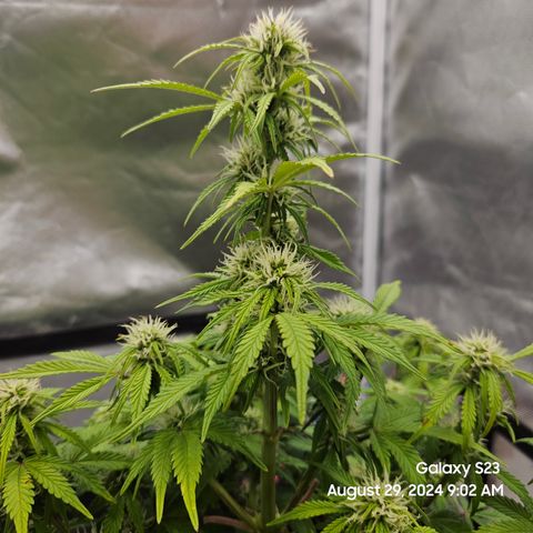 Double Berry Jack Autos x2 growlog timeline photo