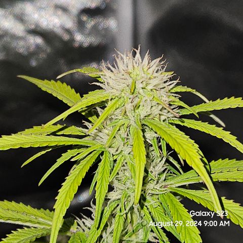 Double Berry Jack Autos x2 growlog timeline photo