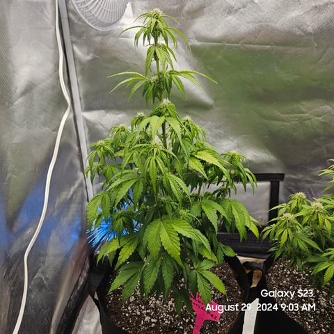 Double Berry Jack Autos x2 growlog timeline photo