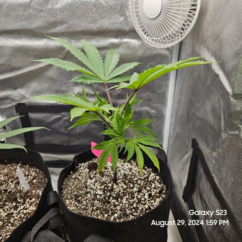 Logi Bloom Monkey Punch growlog timeline photo