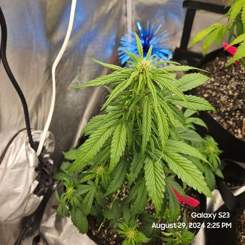 Seed The Change #2 growlog timeline photo