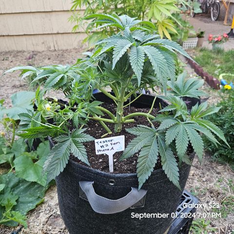 Loonatixz Testers #2 MN MILF growlog photo: Moved Pheno A outside