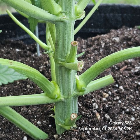 Loonatixz Testers #2 MN MILF growlog photo: Moved Pheno A outside