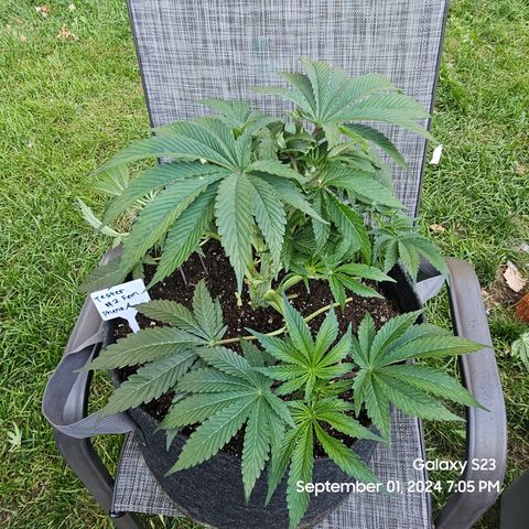 Loonatixz Testers #2 MN MILF growlog photo: Moved Pheno A outside