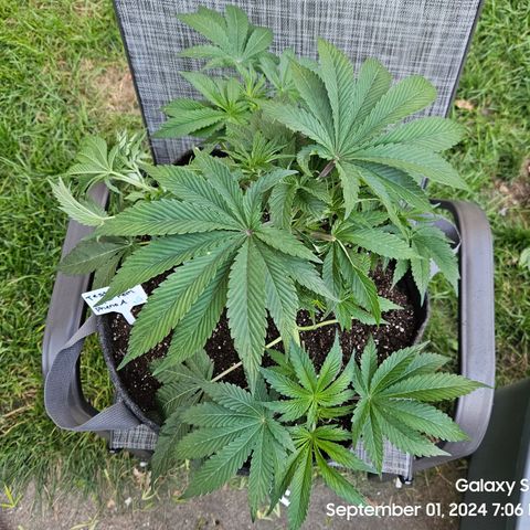 Loonatixz Testers #2 MN MILF growlog photo: Moved Pheno A outside