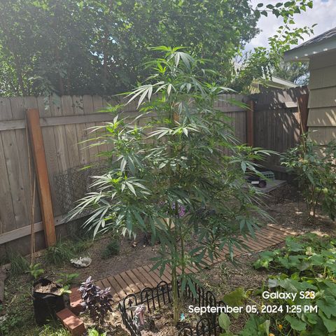 Purple Ghost Candy 1 clone and a 3 gallon tall growlog timeline photo