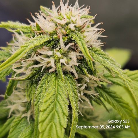Double Berry Jack Autos x2 growlog timeline photo