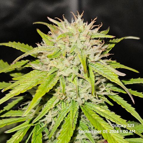 Double Berry Jack Autos x2 growlog timeline photo