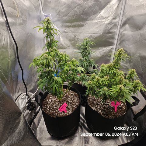 Double Berry Jack Autos x2 growlog timeline photo