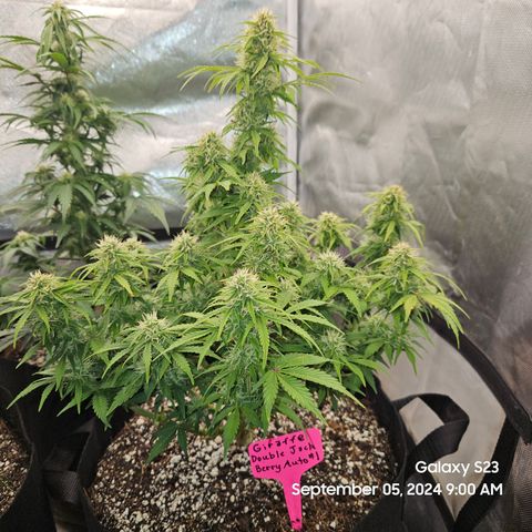 Double Berry Jack Autos x2 growlog timeline photo