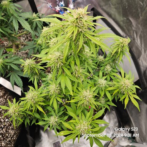 Double Berry Jack Autos x2 growlog timeline photo