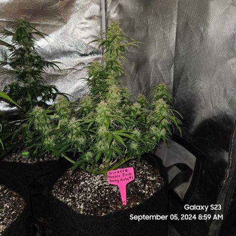 Double Berry Jack Autos x2 growlog timeline photo