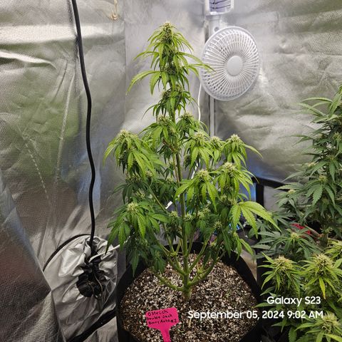 Double Berry Jack Autos x2 growlog timeline photo