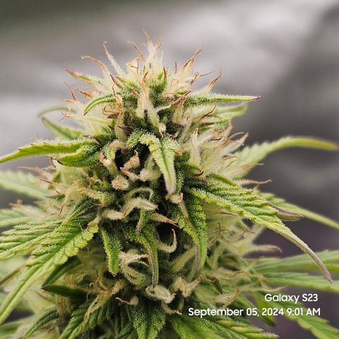 Double Berry Jack Autos x2 growlog timeline photo