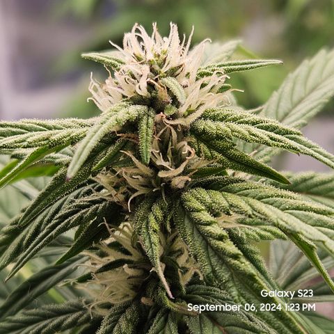 Seed The Change #2 growlog timeline photo