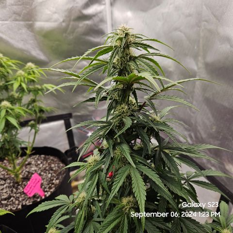 Seed The Change #2 growlog timeline photo
