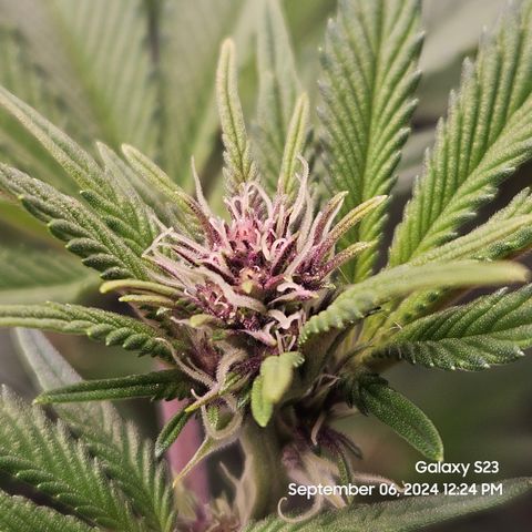 Loonatixz Testers  Cherry Kola growlog timeline photo