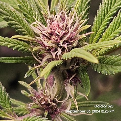 Loonatixz Testers  Cherry Kola growlog timeline photo