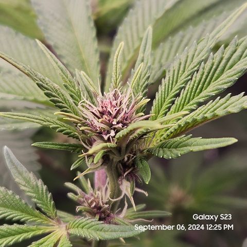 Loonatixz Testers  Cherry Kola growlog timeline photo