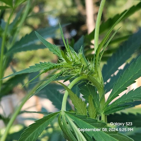 Purple Ghost Candy 1 clone and a 3 gallon tall growlog timeline photo