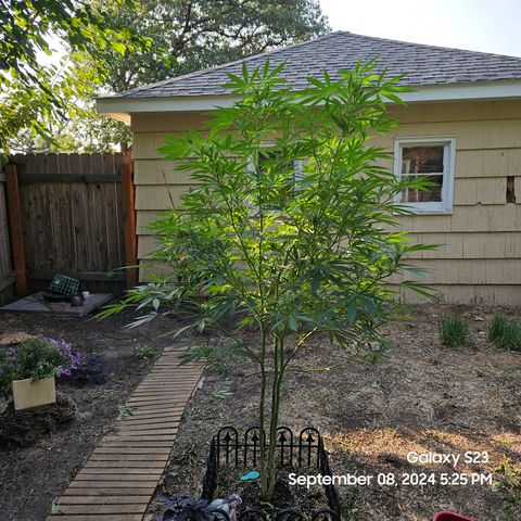 Purple Ghost Candy 1 clone and a 3 gallon tall growlog timeline photo