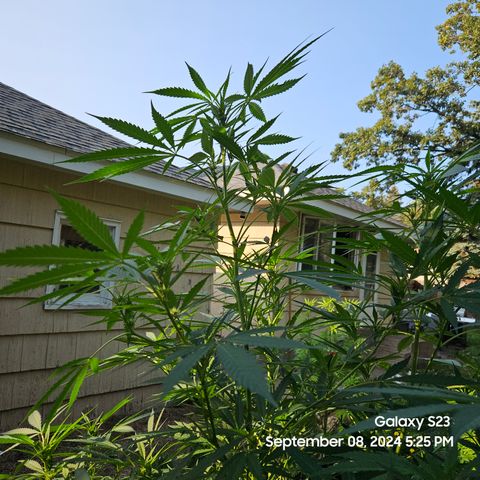 Purple Ghost Candy 1 clone and a 3 gallon tall growlog timeline photo