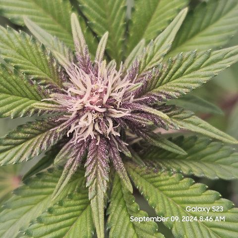 Loonatixz Testers  Cherry Kola growlog timeline photo