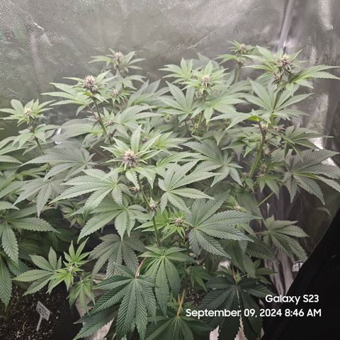 Loonatixz Testers  Cherry Kola growlog timeline photo