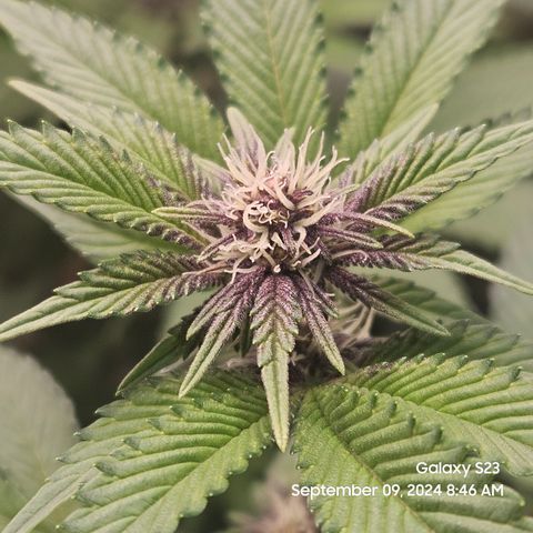 Loonatixz Testers  Cherry Kola growlog timeline photo