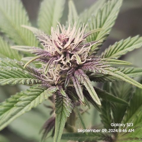 Loonatixz Testers  Cherry Kola growlog timeline photo
