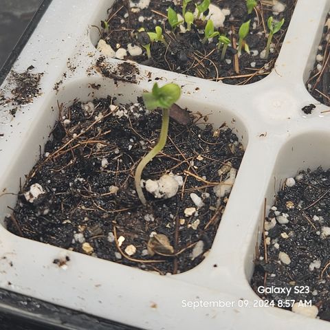PPP 9 # Hammer growlog timeline photo